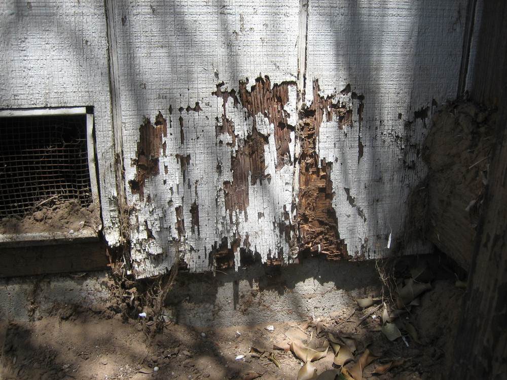 termite treatment cost