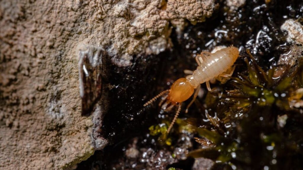 termite treatment cost
